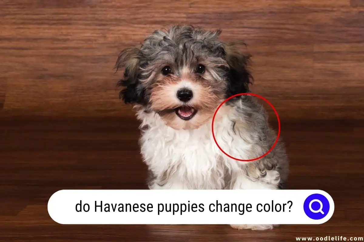 do Havanese puppies change color