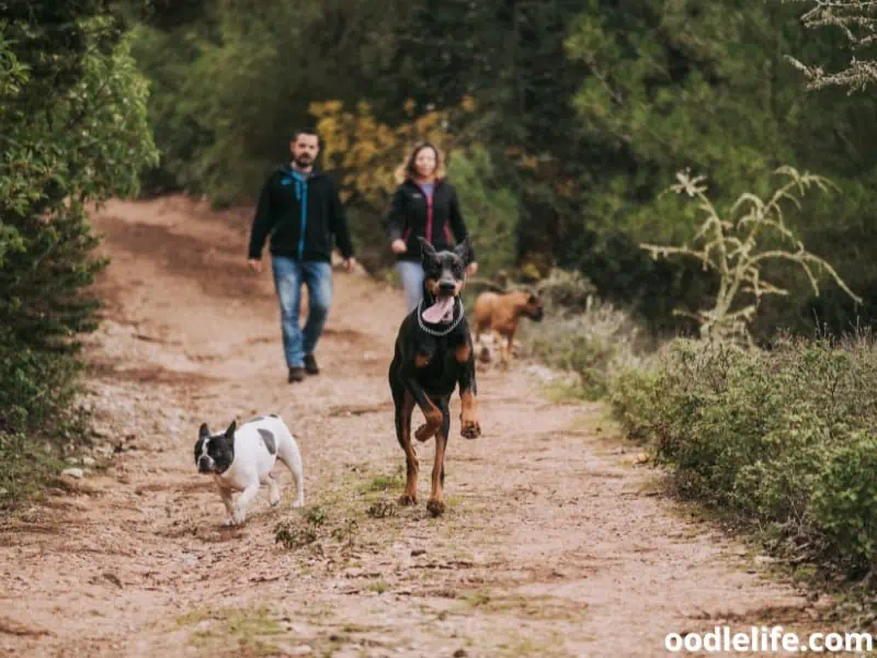 Doberman and other dogs with owners