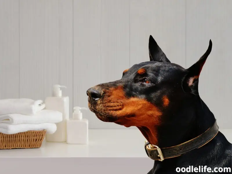 Doberman at a bathroom