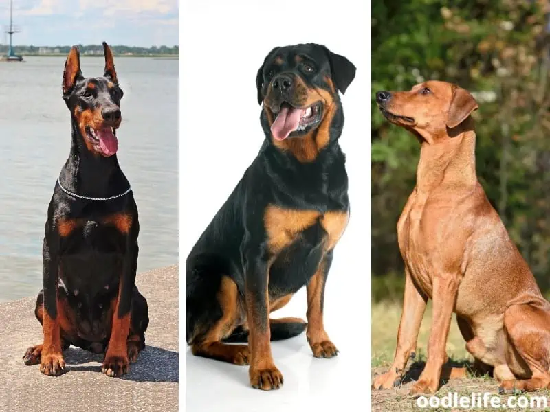 Doberman Rottweiler and German Pinscher