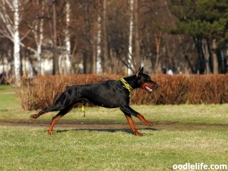 Doberman runs on the ground