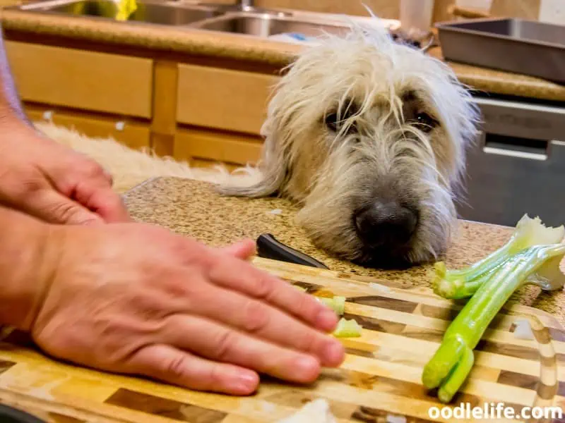 dog curious to celery