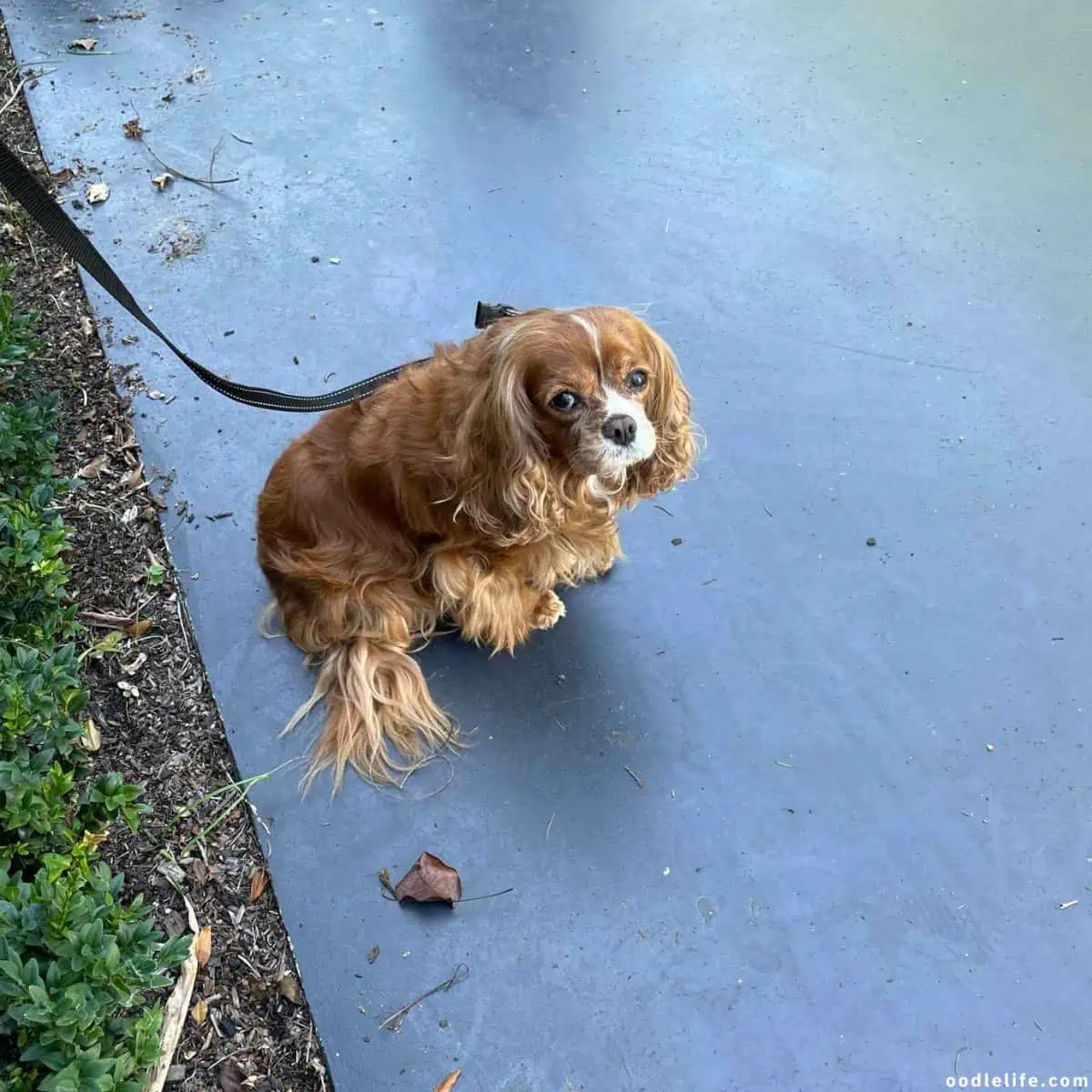 dog feeling cold outdoor