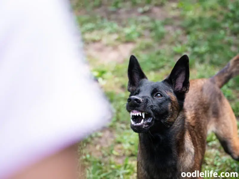 dog growl to a person