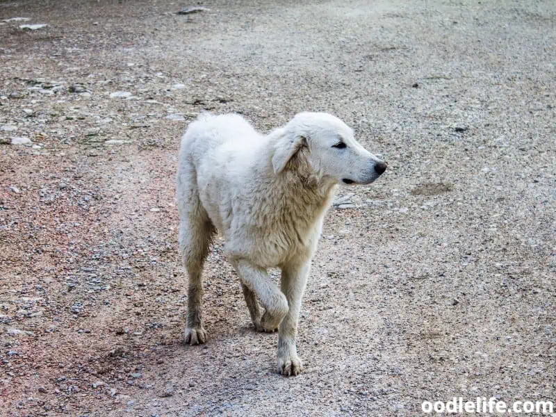 dog limping on the ground