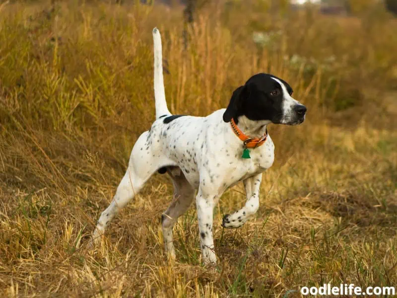 English Pointer in the act of pointing