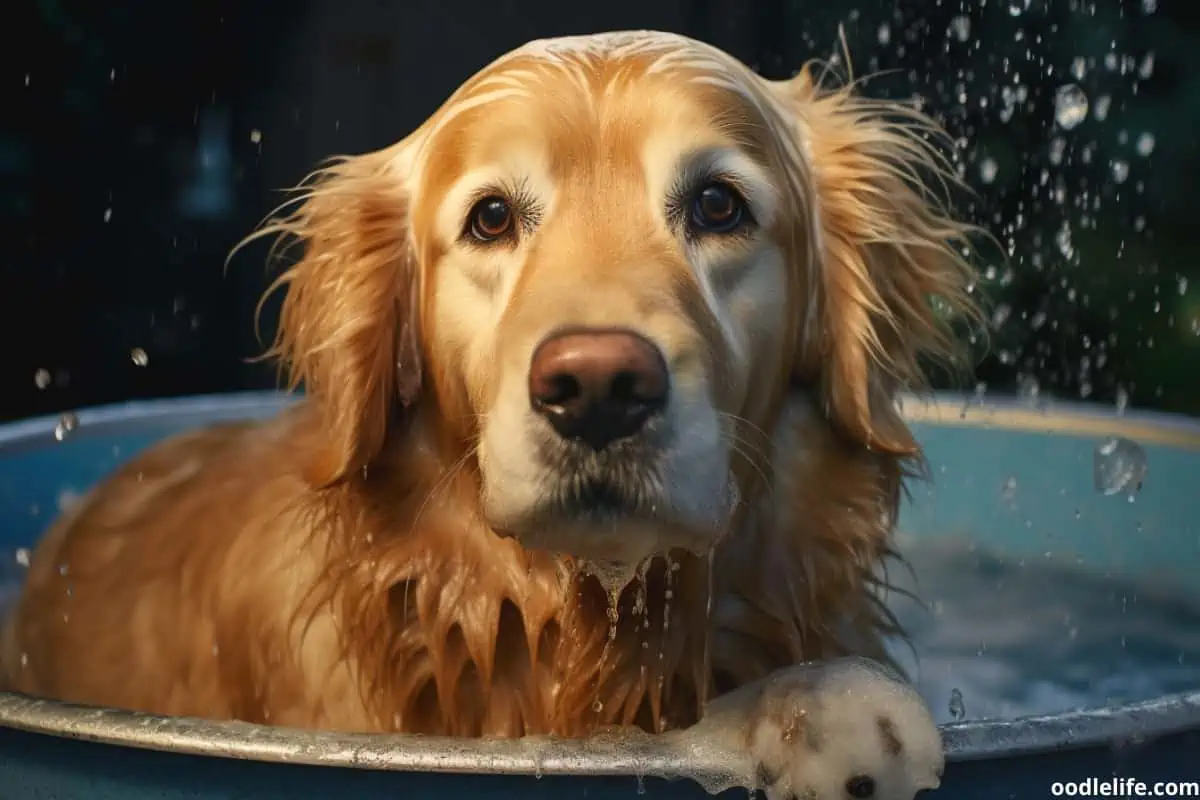 Golden retriever having a bath