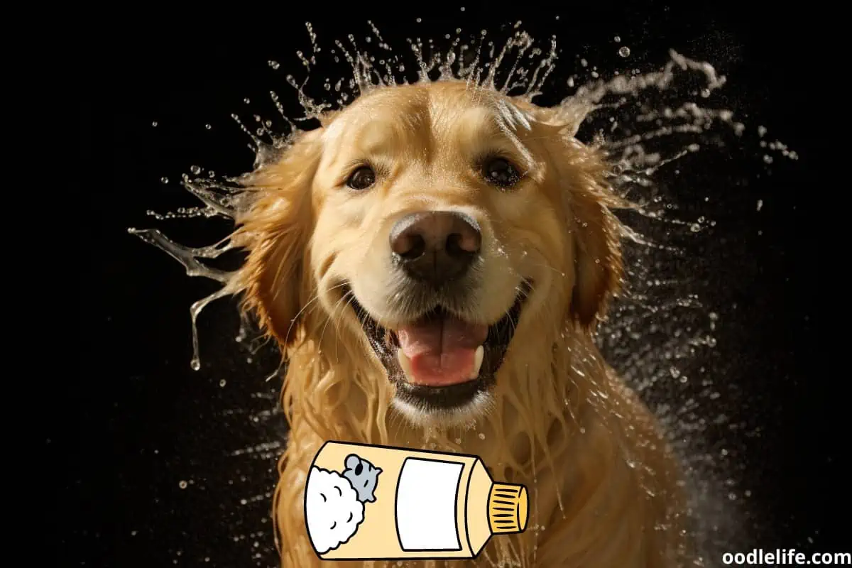 Wet Golden Retriever - hopefully smelling better after a bath!