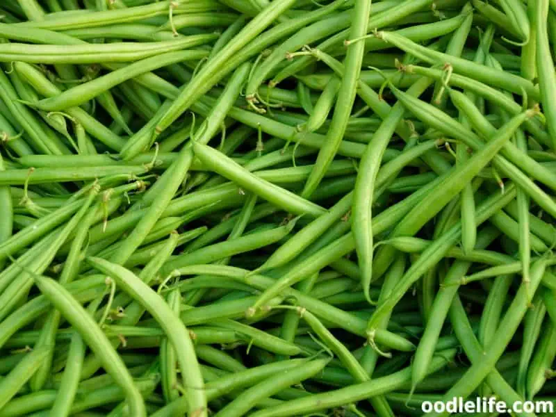 green beans close up shot