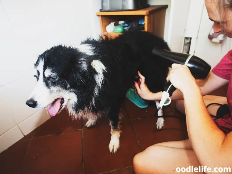 grooming a Border Collie