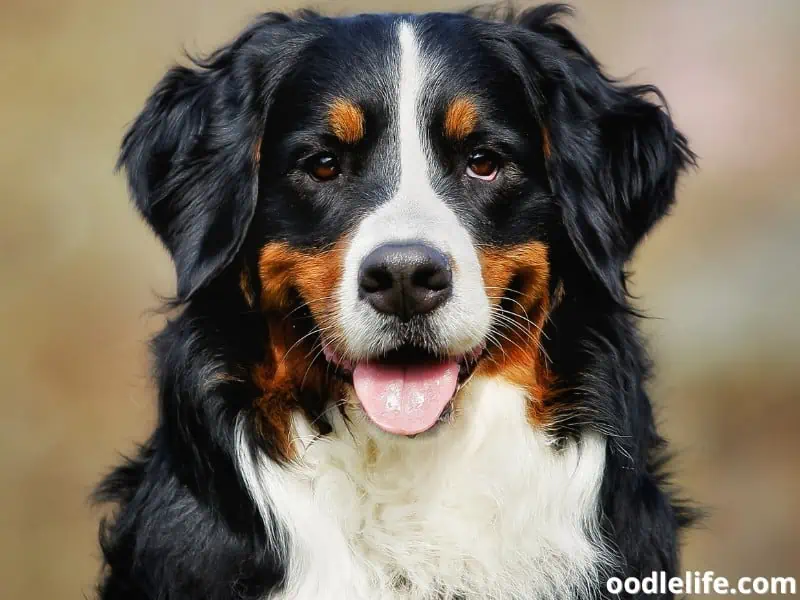 happy Bernese Mountain Dog