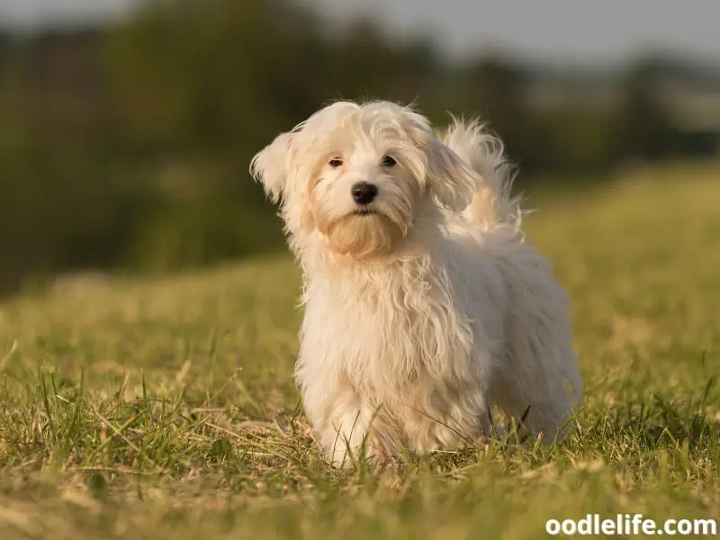 Havanese looks towards the owner