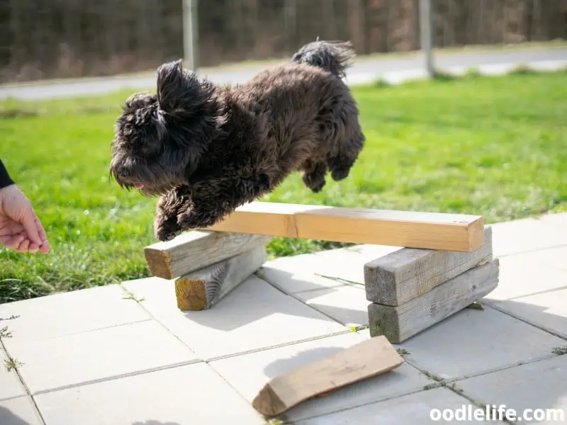 Havanese on a training