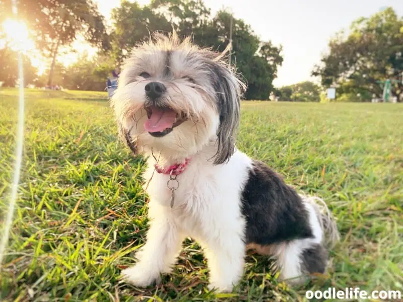 Havanese pants at the park