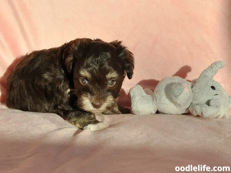 Havanese puppy with a toy