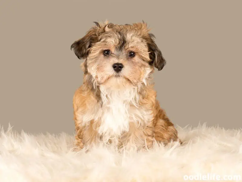 Havanese puppy with different colors