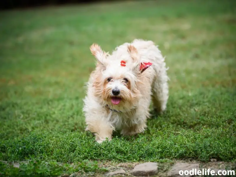 Havanese running at the park