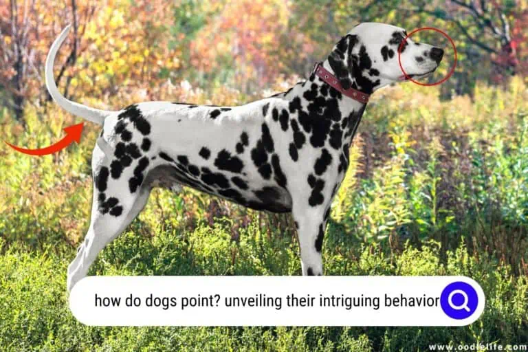 How Do Dogs Point? Unveiling Their Intriguing Behavior