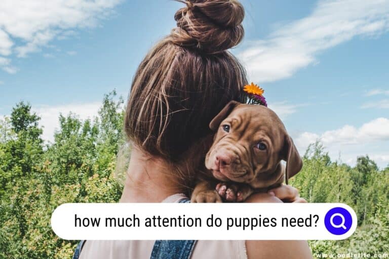 How Much Attention Do Puppies Need? [Warning]