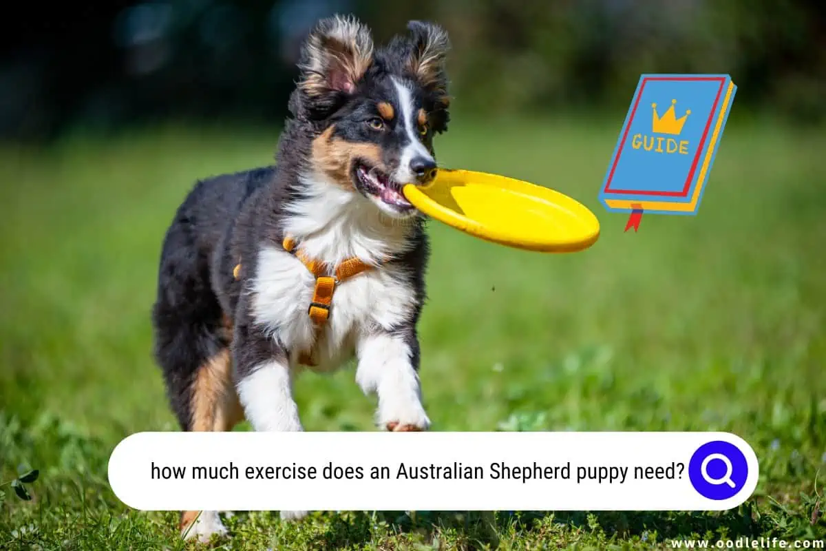 how much exercise does an Australian Shepherd puppy need