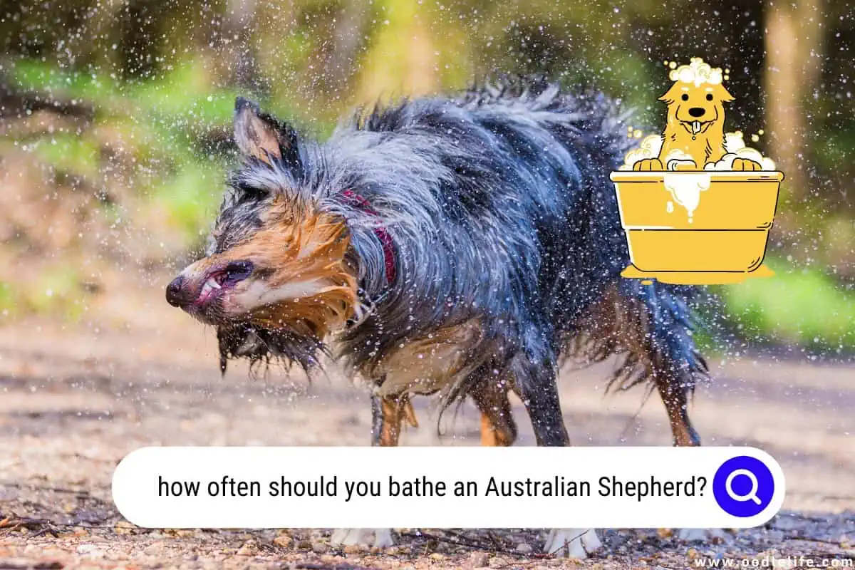 how often should you bathe an Australian Shepherd