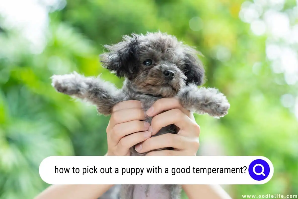 how to pick out a puppy with a good temperament