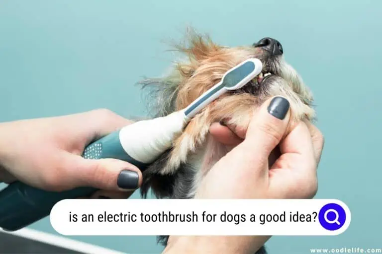 Is an Electric Toothbrush for Dogs a Good Idea? [Warning]