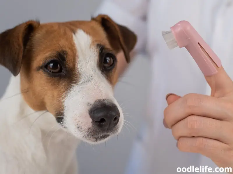 Jack Russell Terrier looks at the finger brush