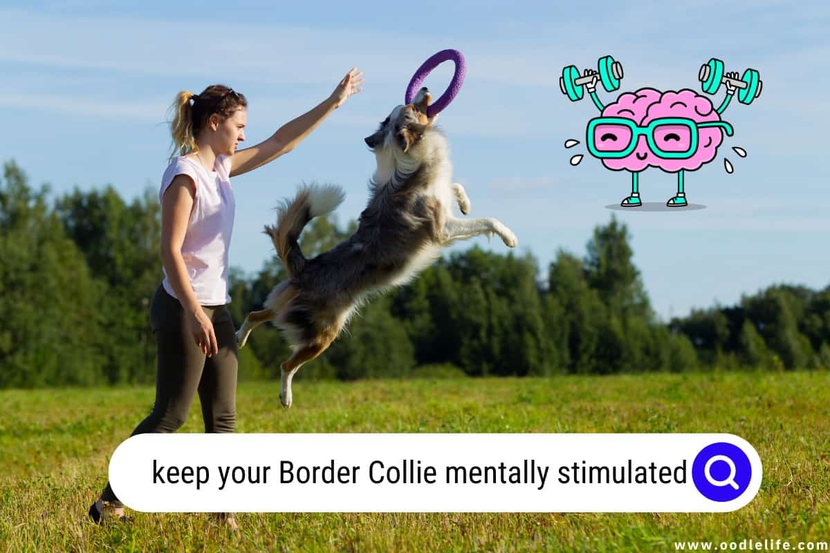 keep your Border Collie mentally stimulated