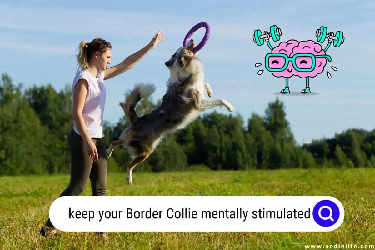 keep your Border Collie mentally stimulated