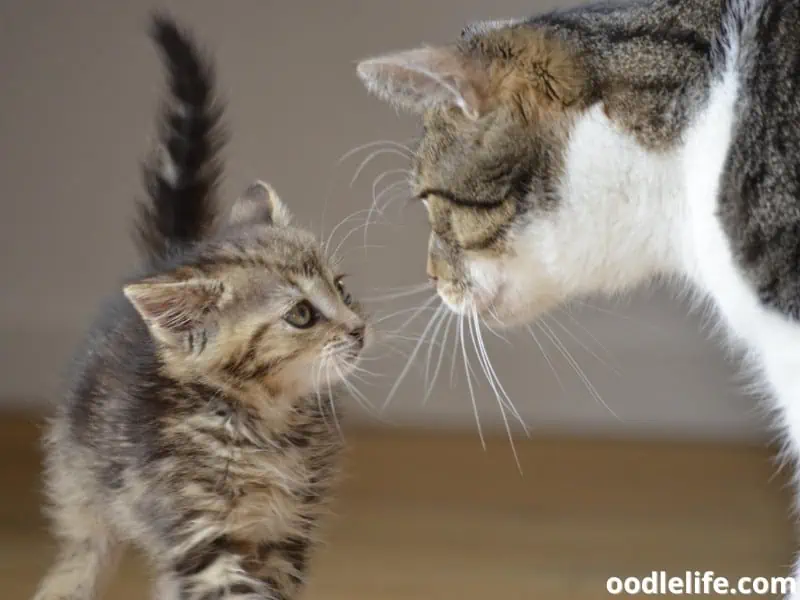 kitten and mother cat