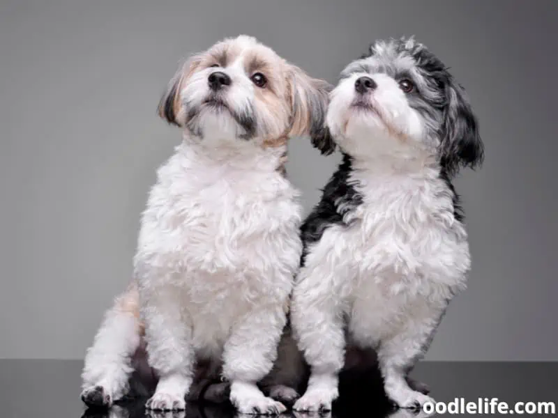 male and female Havanese dogs