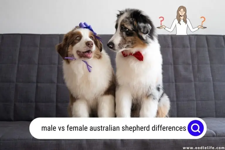 7 HUGE Traits Separating Male vs Female Australian Shepherds