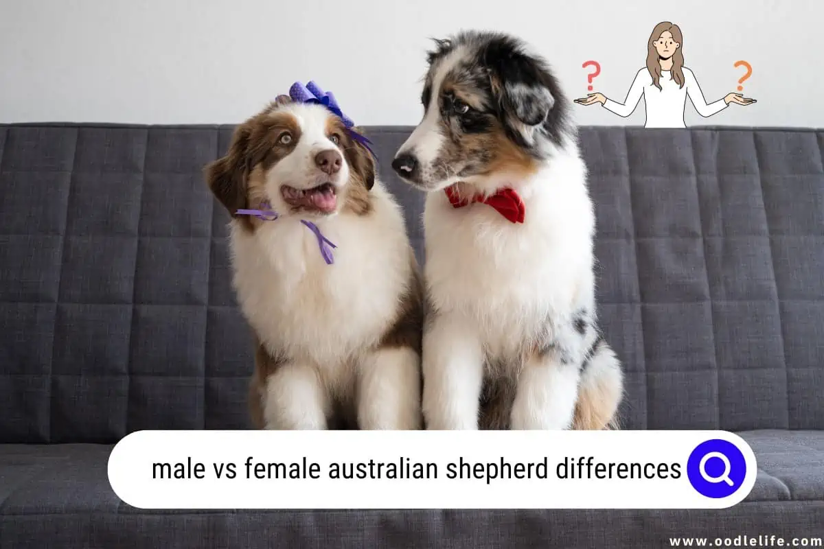 male vs female Australian Shepherd differences