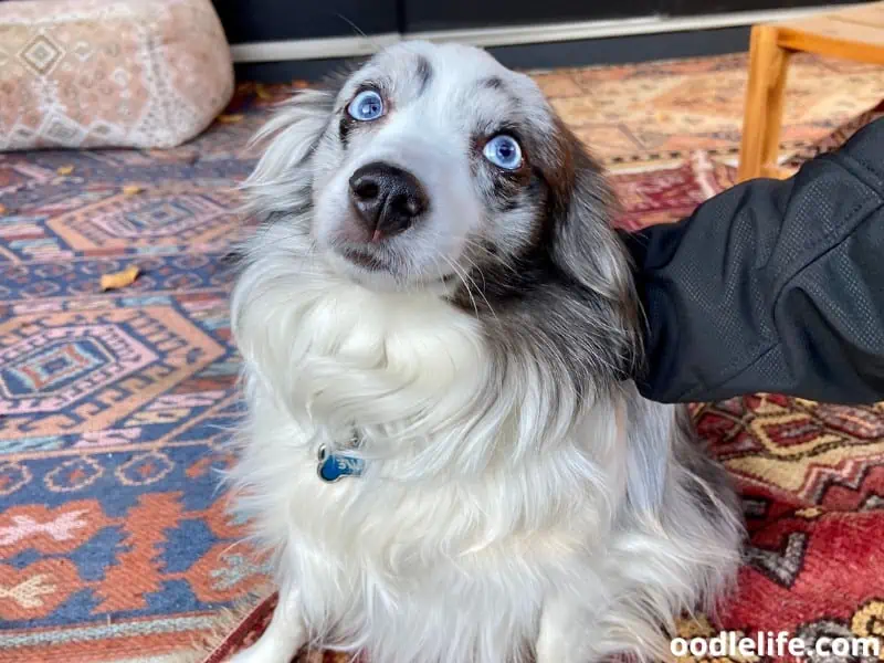 man petting Australian Shepherd