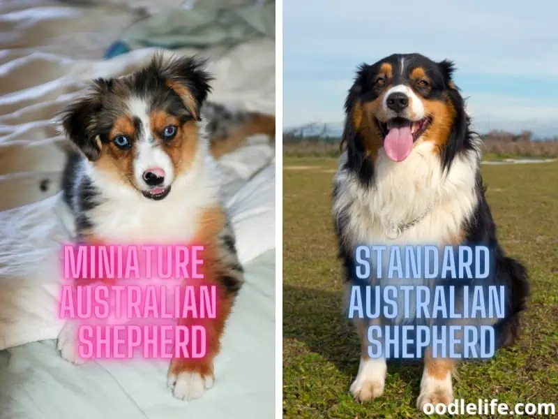 Mini and Standard Australian Shepherds