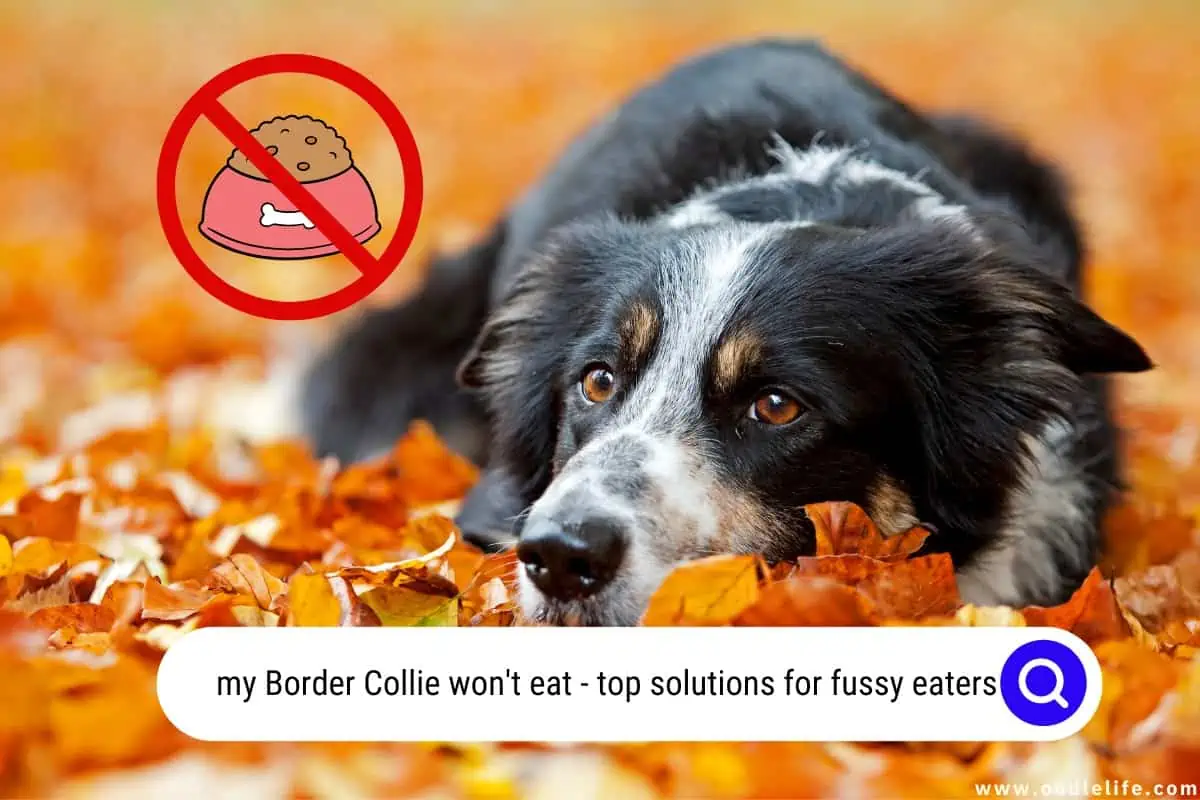 my Border Collie won't eat