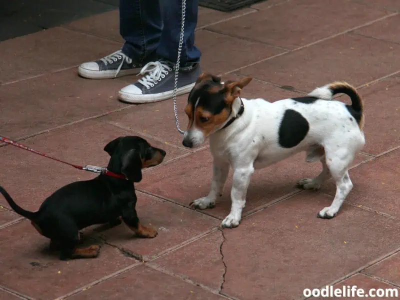 old dog and puppy meeting