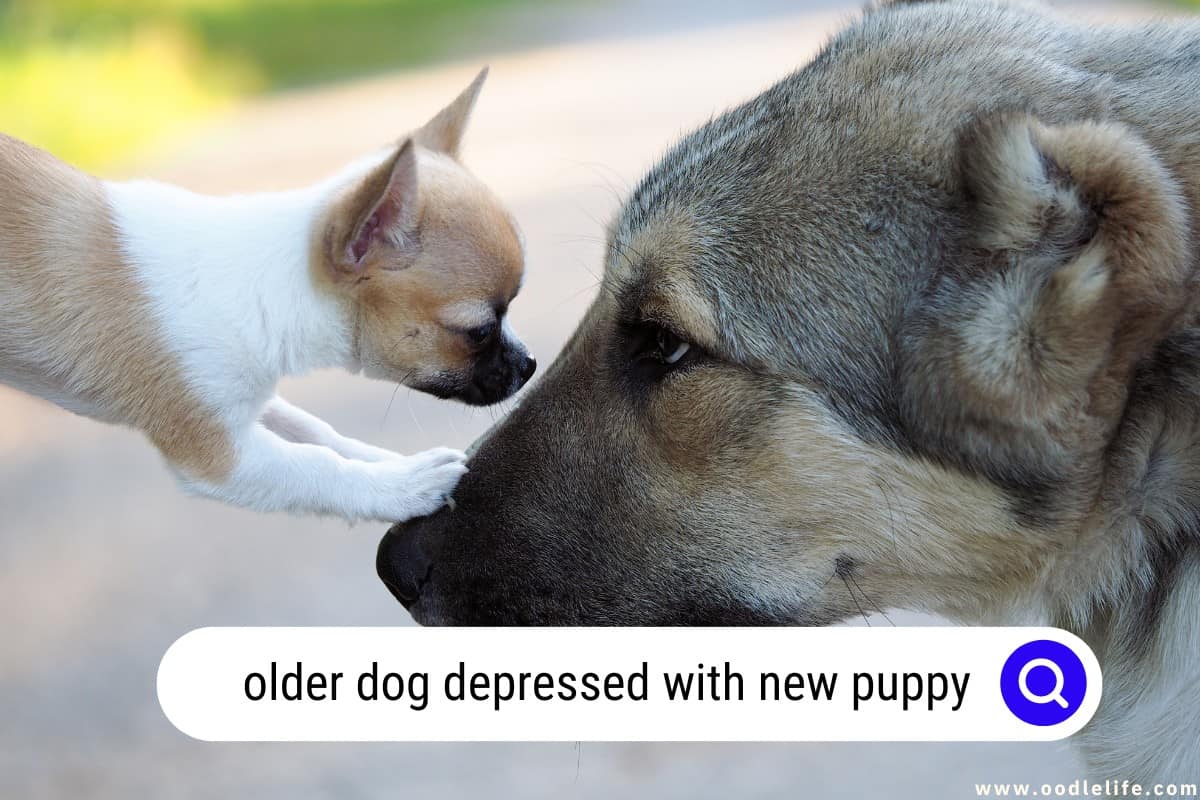 Dog depressed shop after new puppy