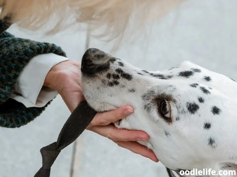 owner holds her Dalmatian