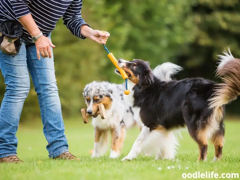 owner plays with Australian Shepherds