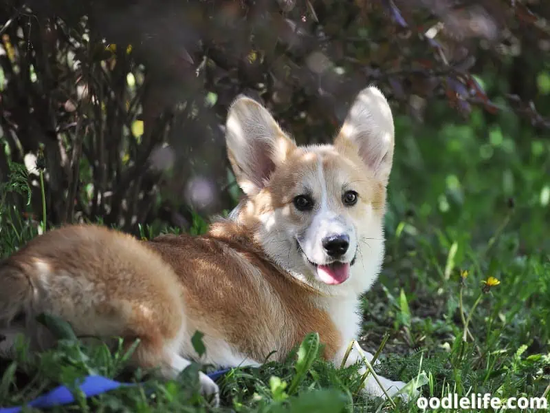 Pembroke Welsh Corgi lying