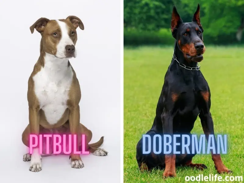 Pitbull and a Doberman