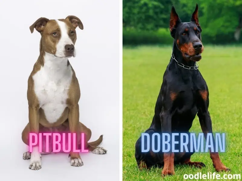 7 Shocking Reasons Why A Doberman Beat A Pitbull Oodle Life