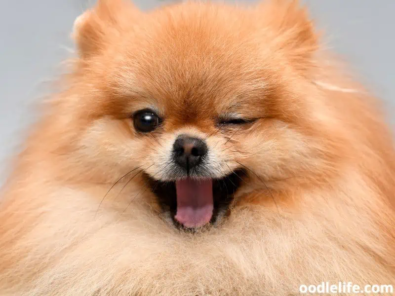 Pomeranian looks happy and winks