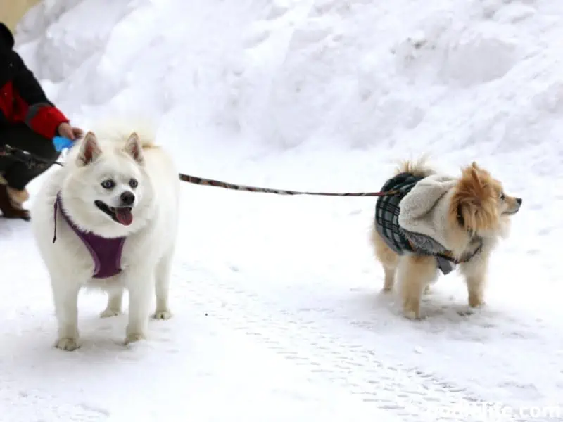 Pomsky and Pomeranian during winter
