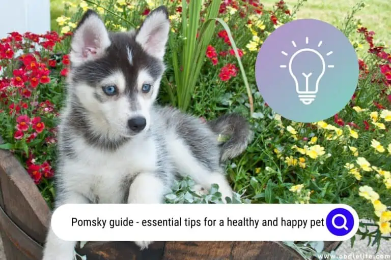 Pomsky Guide and Photos: What You NEED To Know