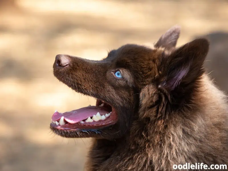 Pomsky looking up to his owner