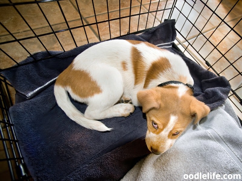puppy looks up from crate