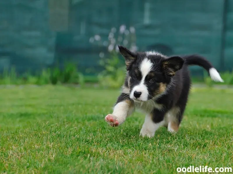 puppy runs on the grass